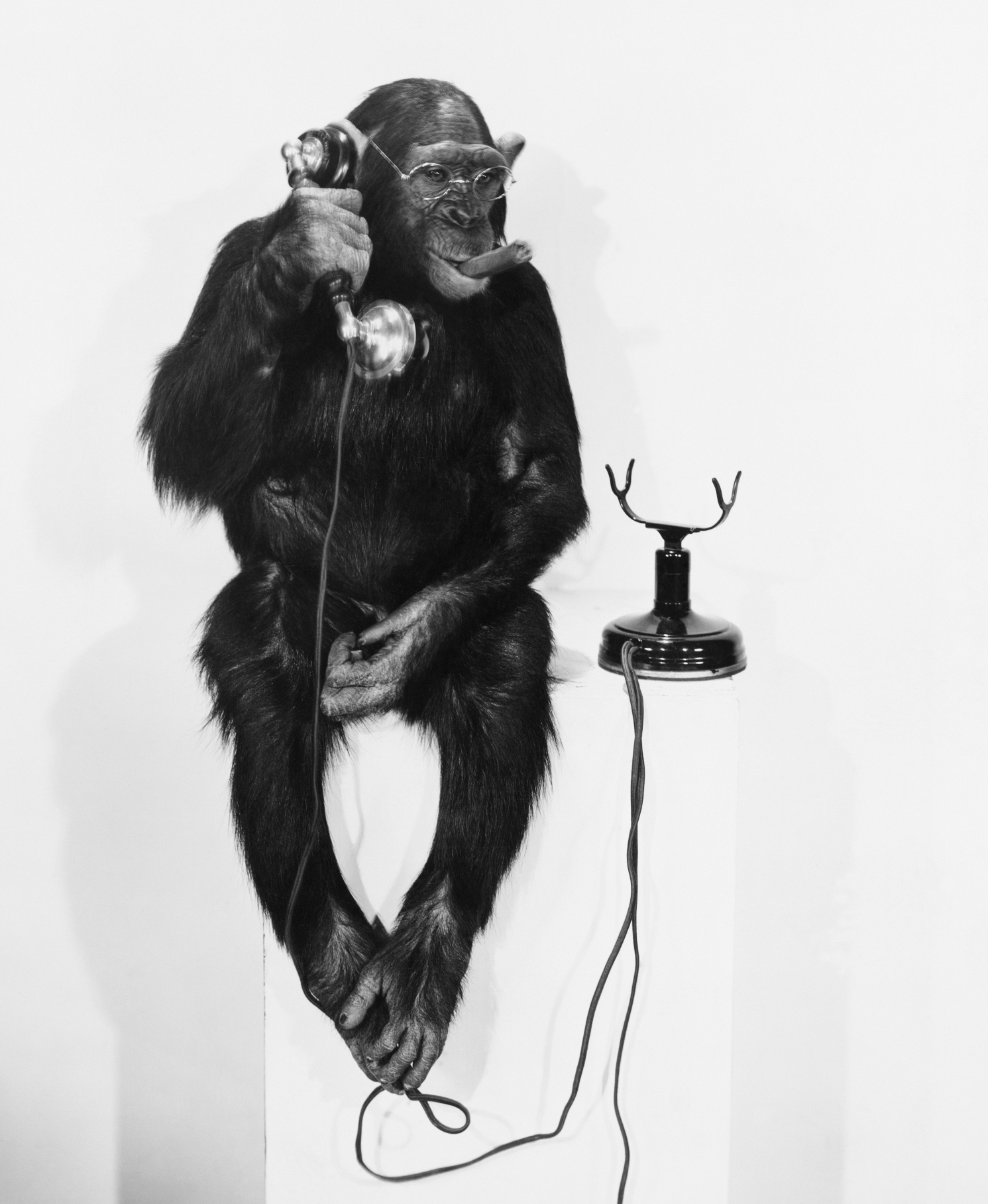 Шимпанзе со шляпой на черном фоне арт